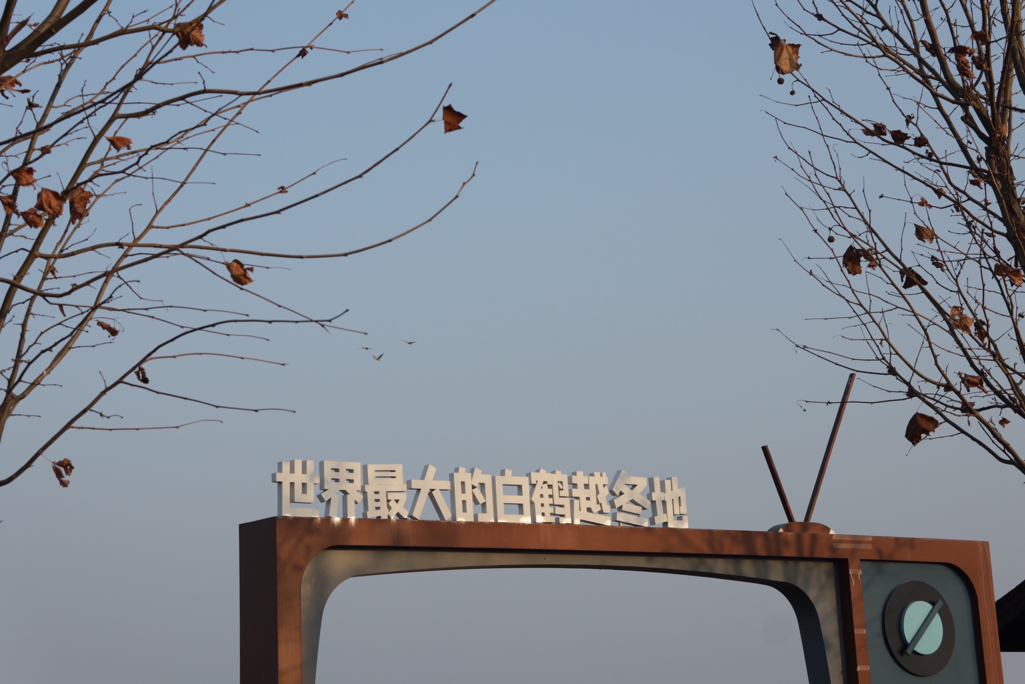 白鹤洲旅行图片 1