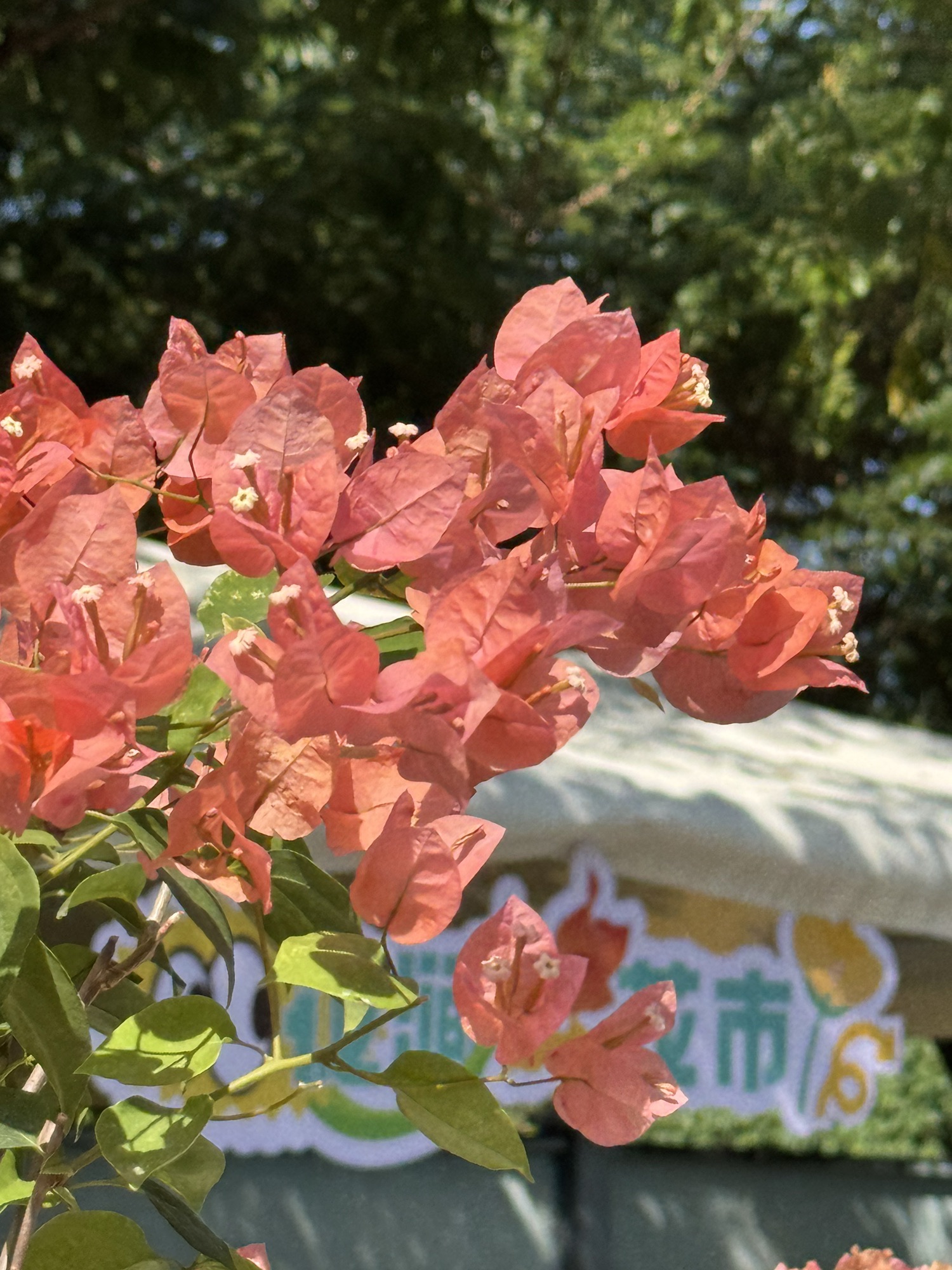 三角梅科博园旅行图片 3