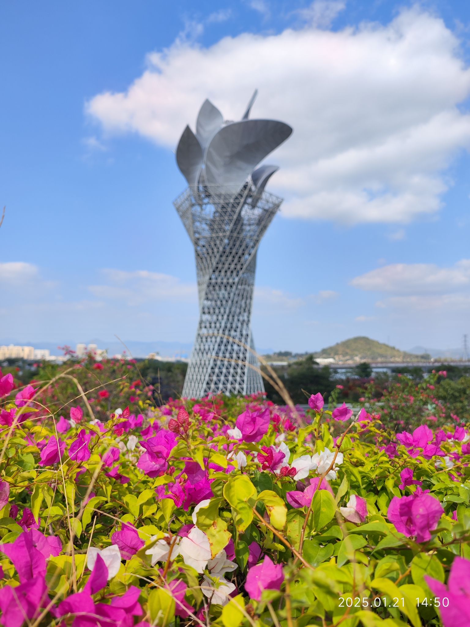 三角梅科博园旅行图片 3