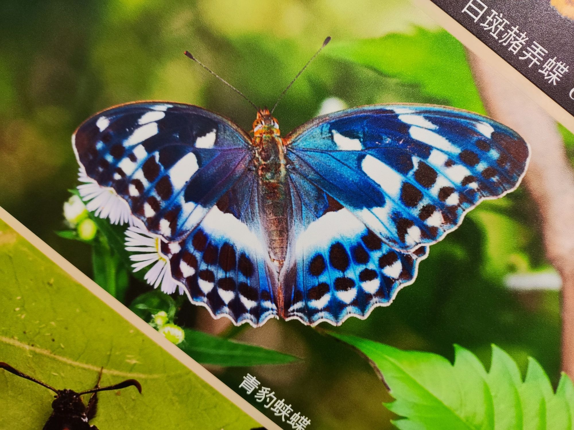 中国农业大学昆虫博物馆