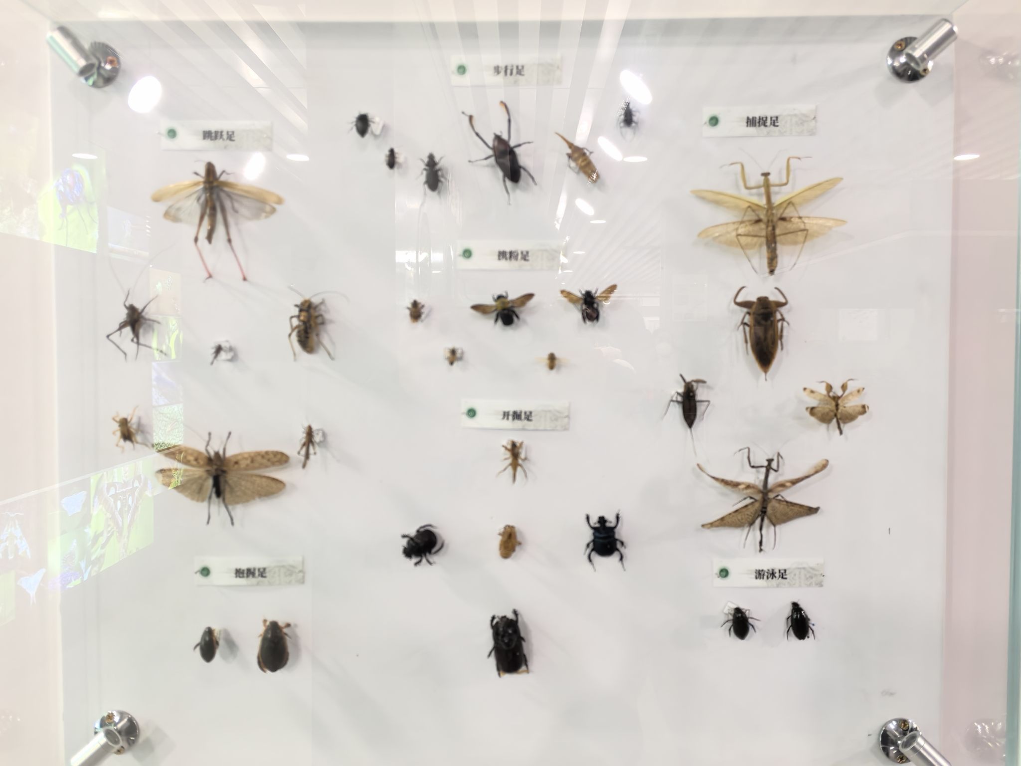 中国农业大学昆虫博物馆
