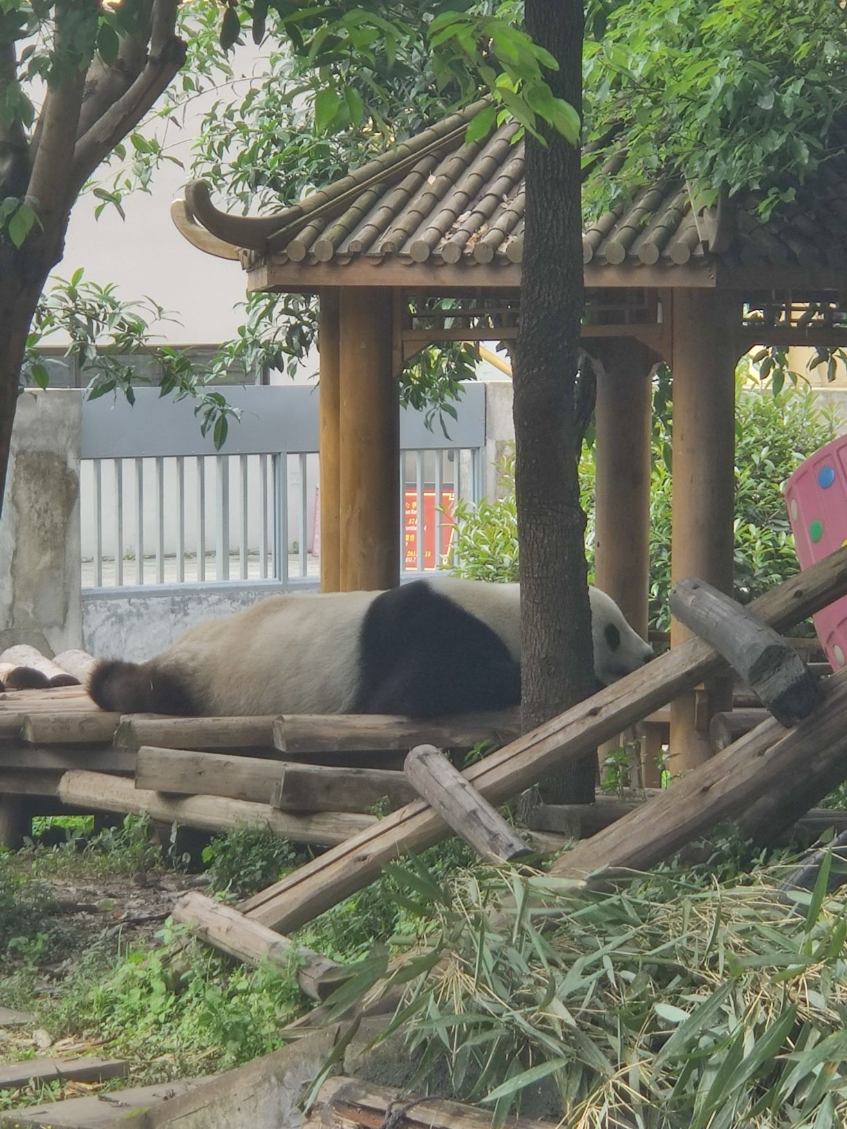 国际竹艺城景区熊猫馆旅行图片 2