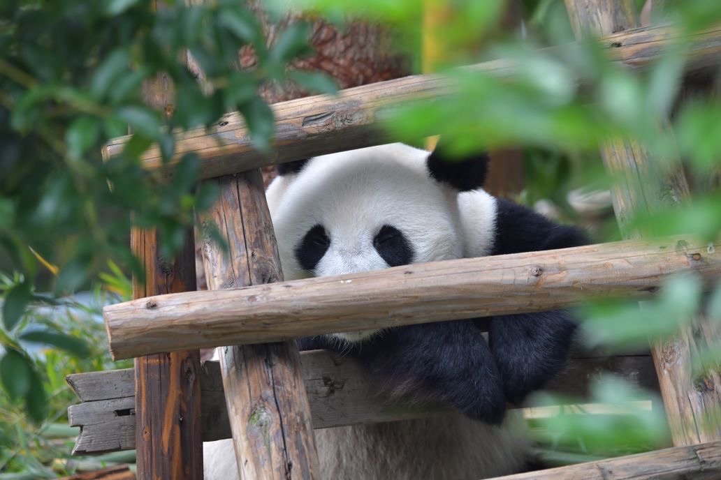 国际竹艺城景区熊猫馆旅行图片 1