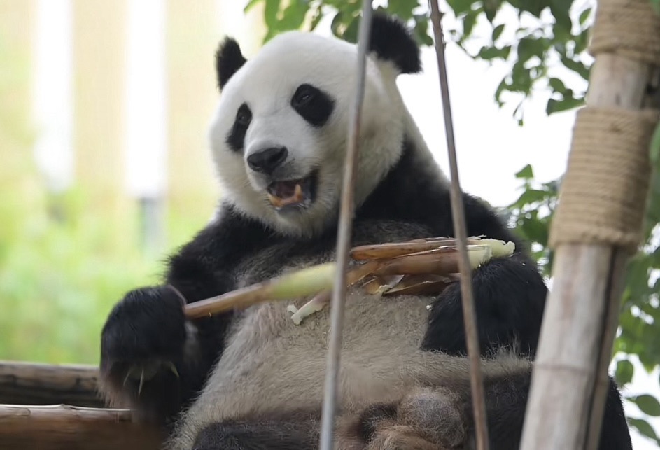 国际竹艺城景区熊猫馆旅行图片 3