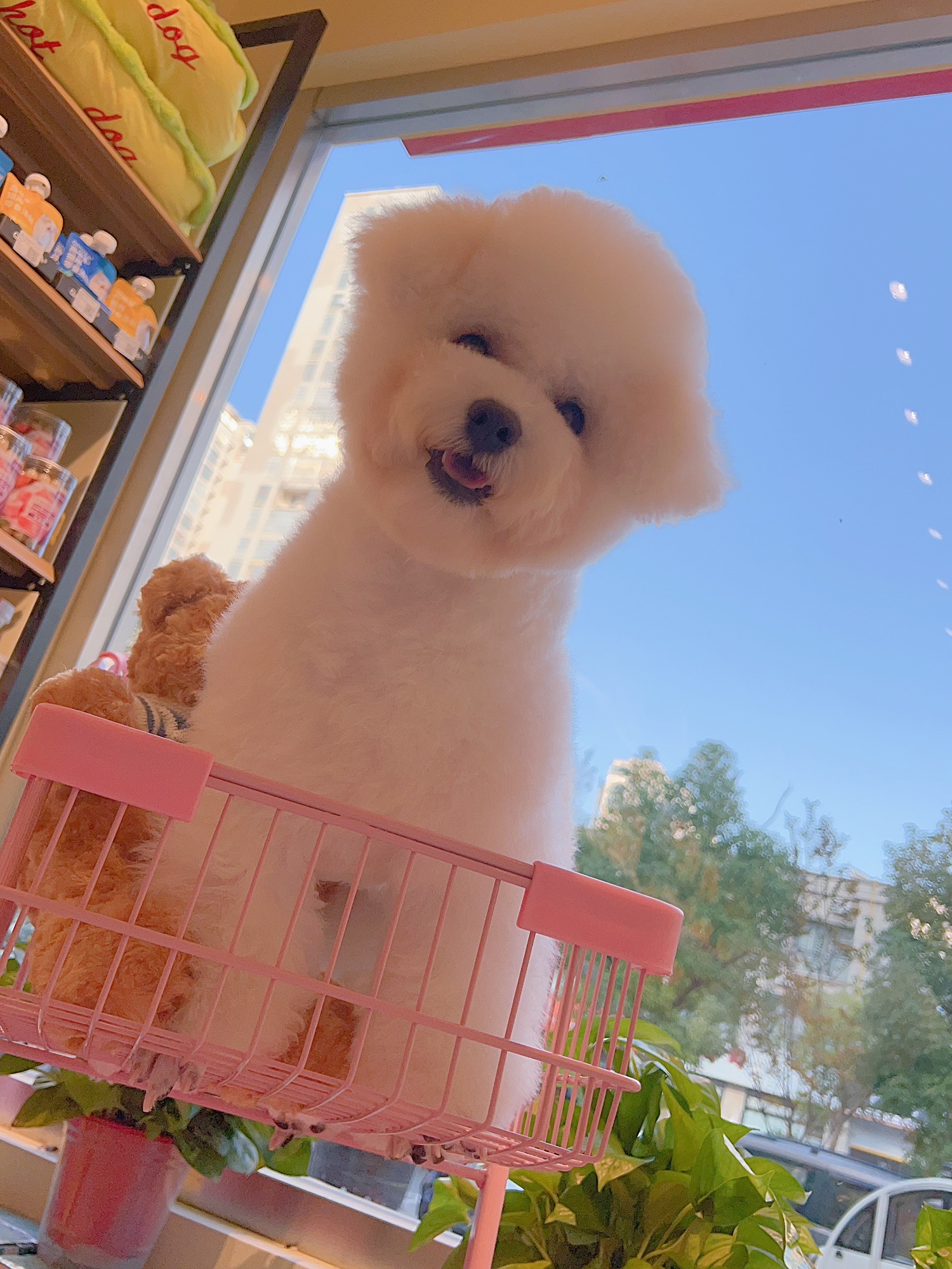 丁小胖宠社(凤凰城东区店)