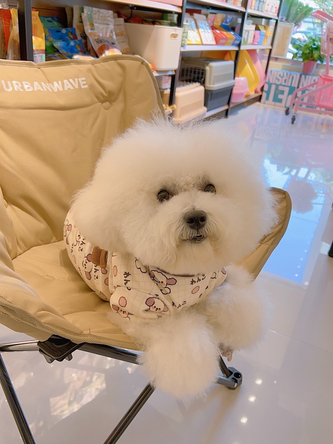 丁小胖宠社(凤凰城东区店)