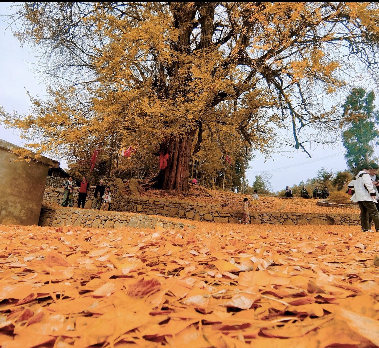 金桥千年银杏树旅行图片 1