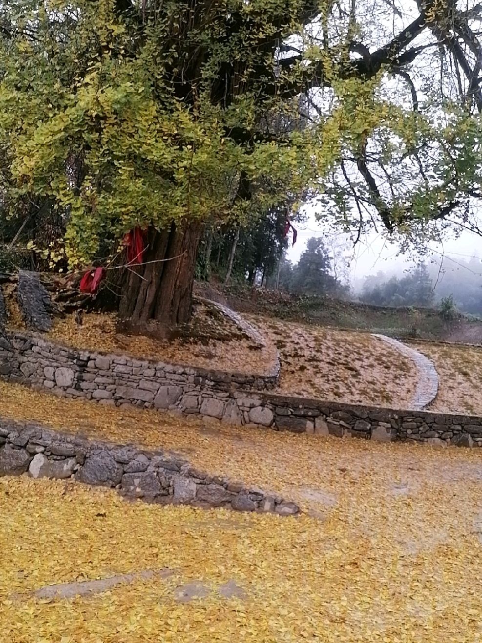 金桥千年银杏树旅行图片 1