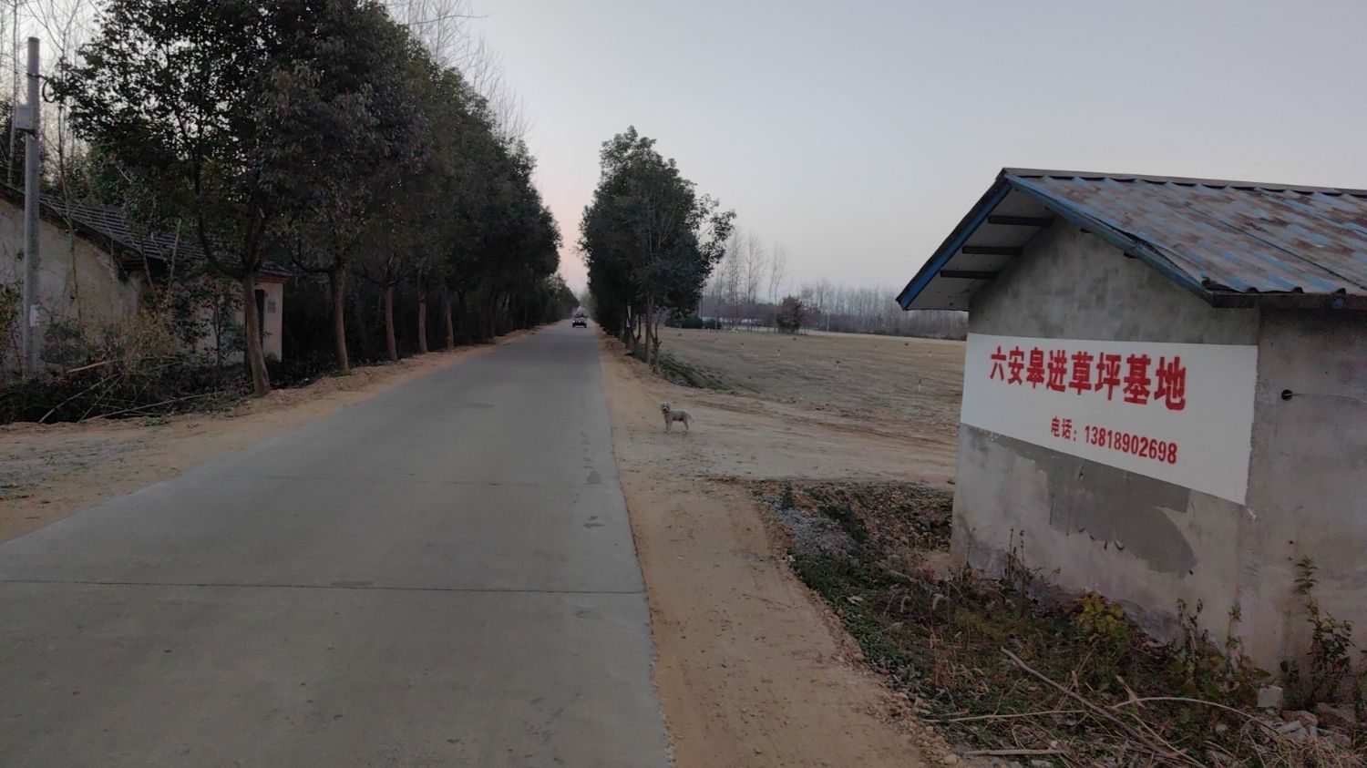 六安皋进草坪基地