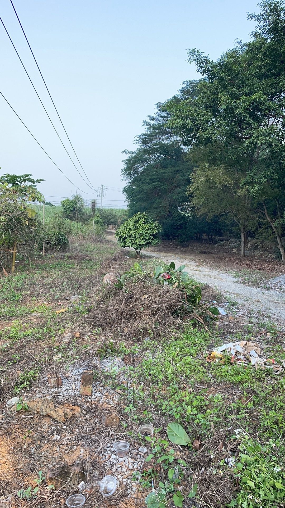 金猫银老鼠洞佛堂旅行图片 3