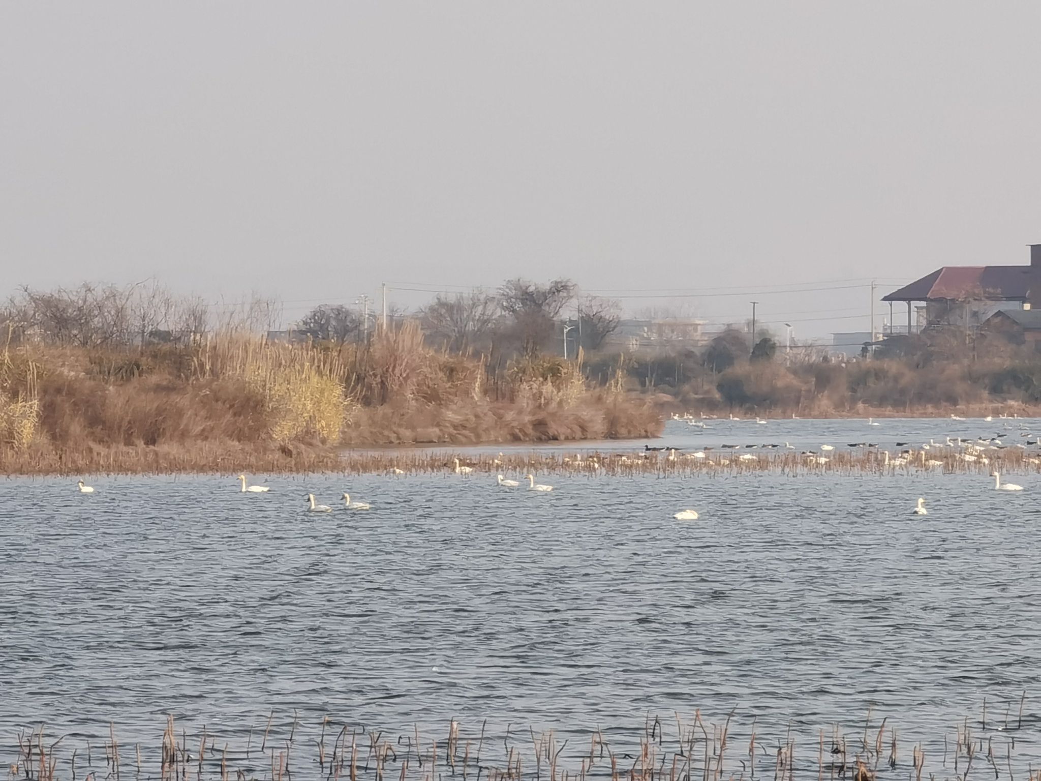东湖观鸟体验区旅行图片 2