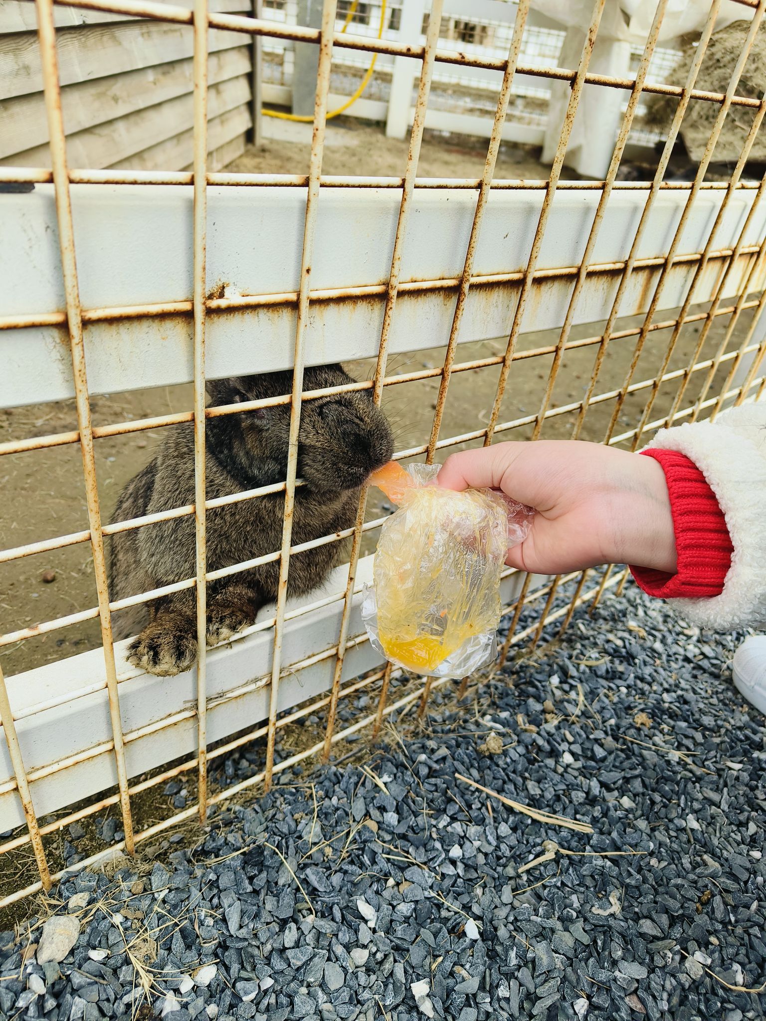 场地封面-萌宠乐园