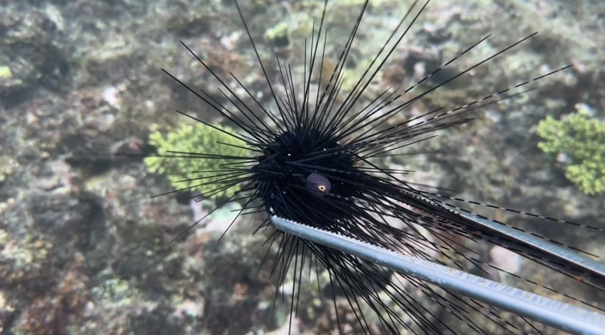 小东海海滩旅行图片 3
