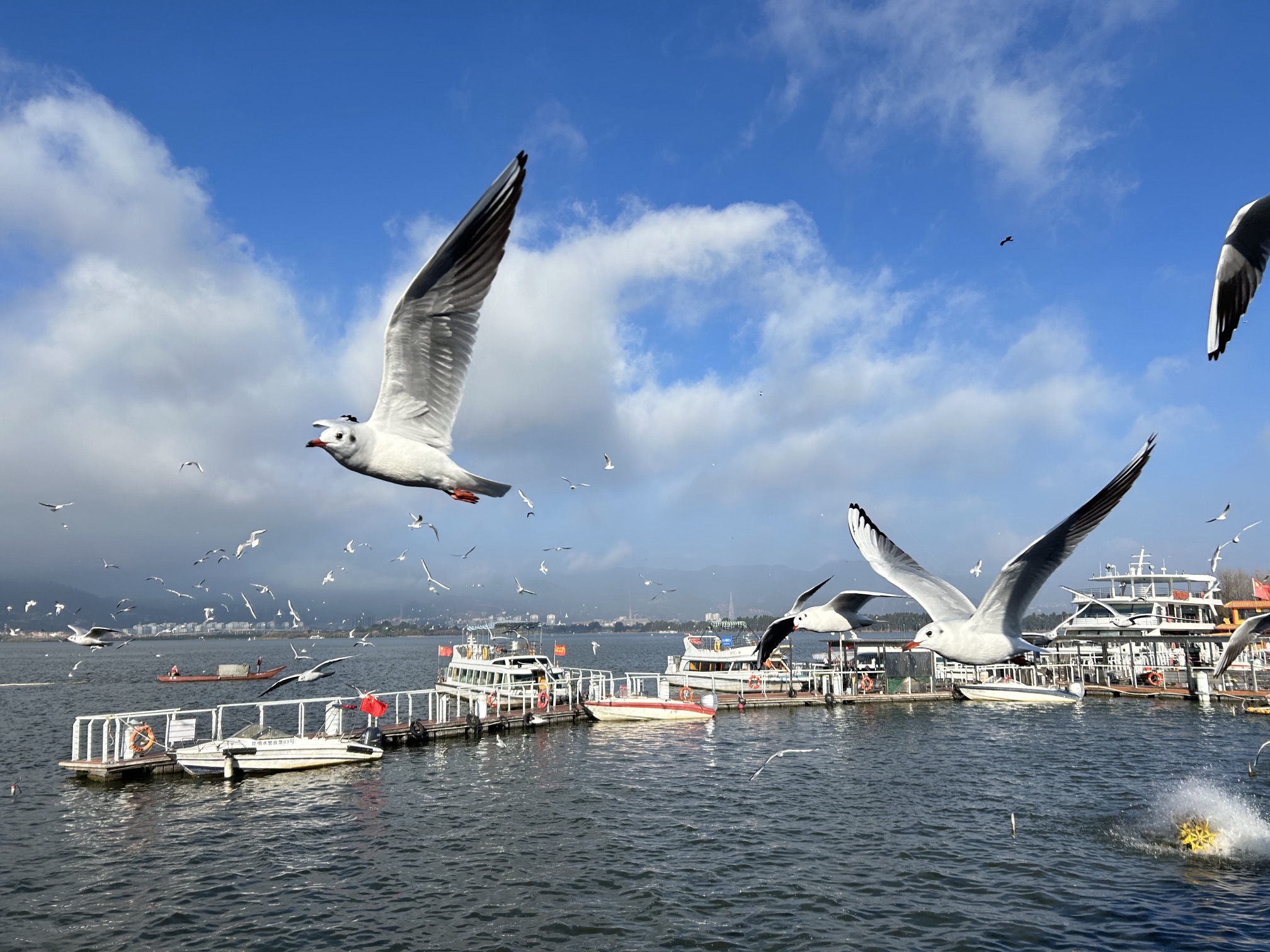 滇池海鸥观景点