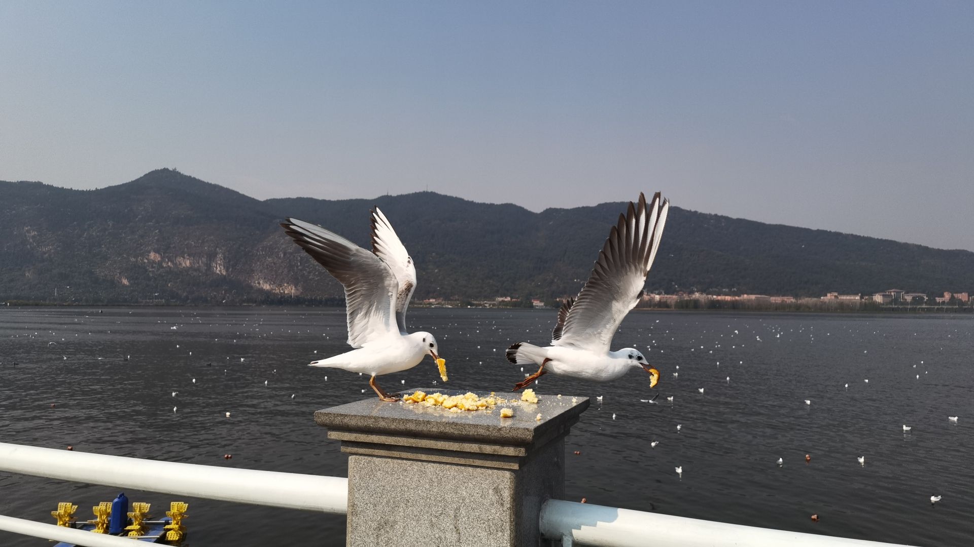 滇池海鸥观景点