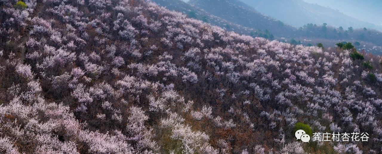 杏花谷旅行图片 1