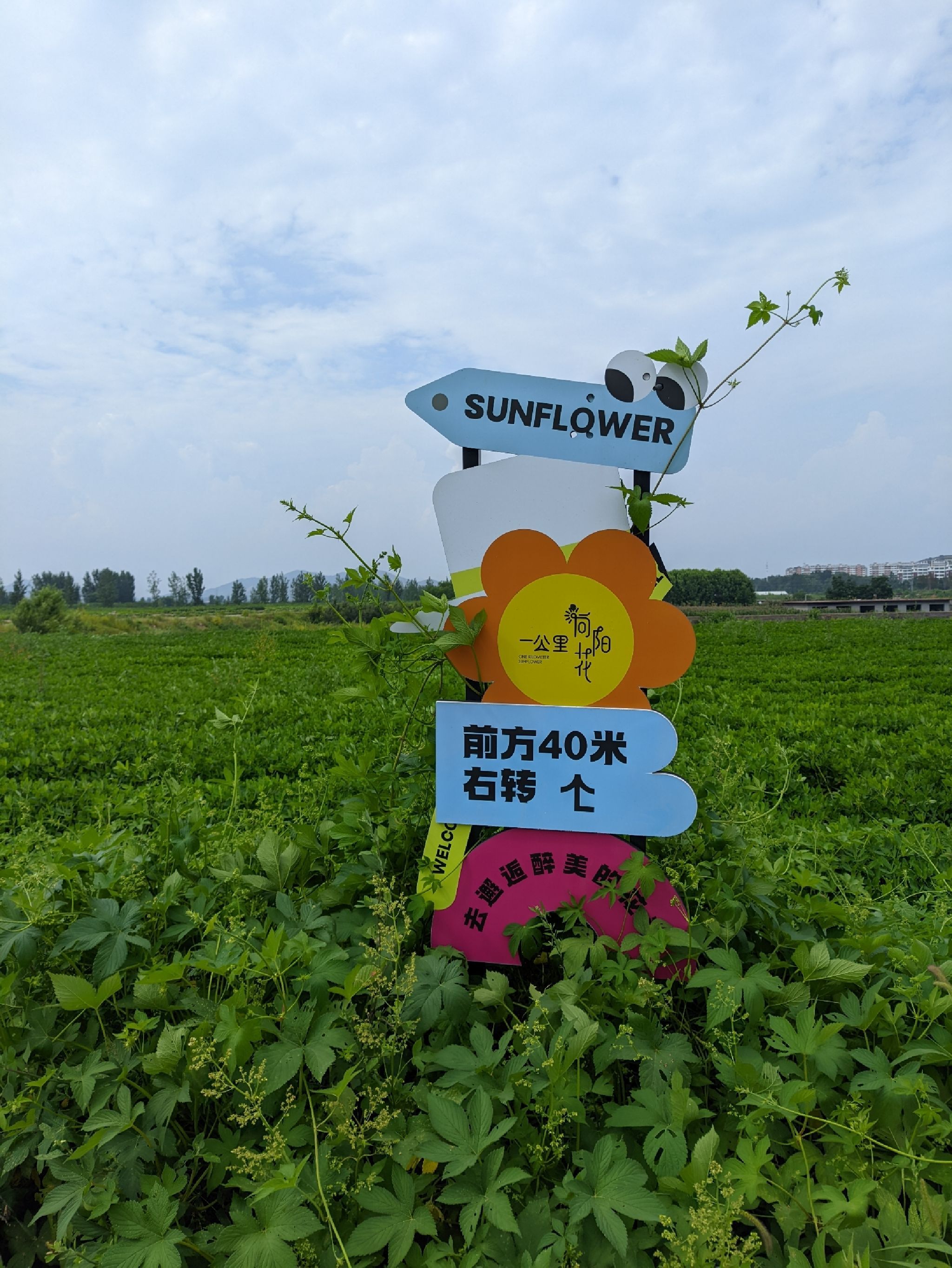 一公里向阳花旅行图片