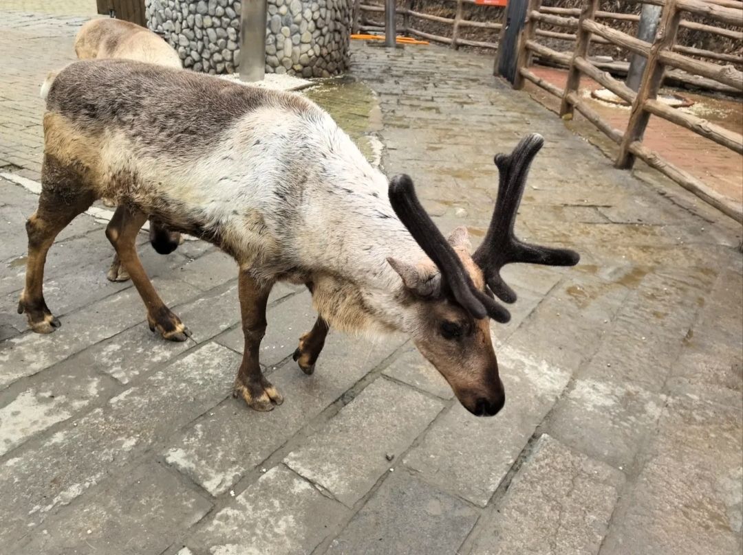 鹿鸣谷景区旅行图片 3