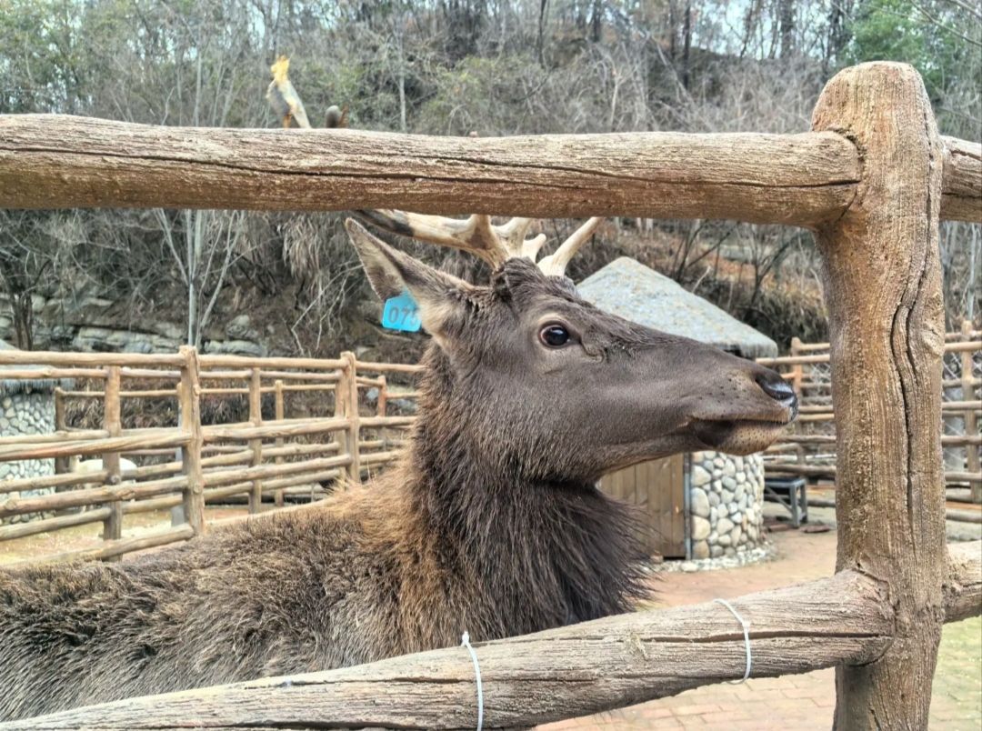 鹿鸣谷景区旅行图片 1