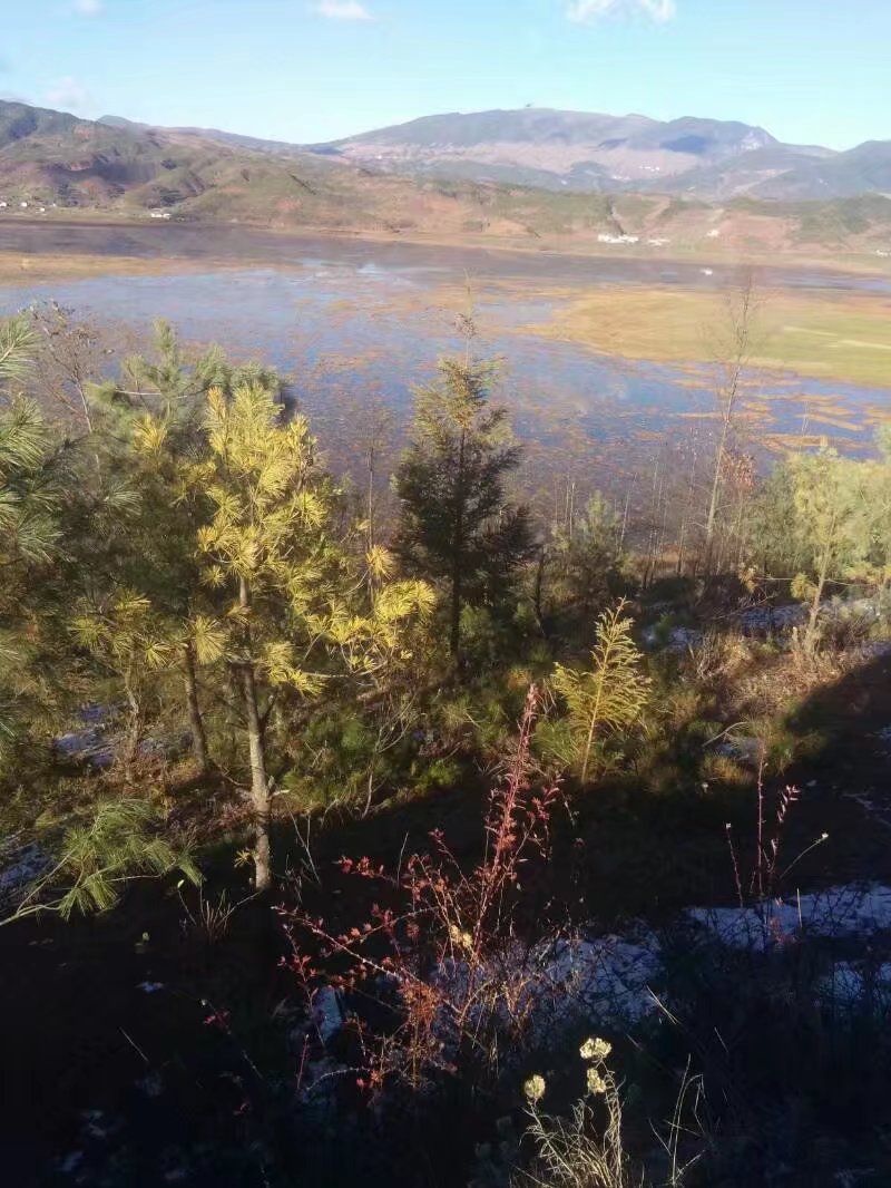乐安湿地旅行图片 3