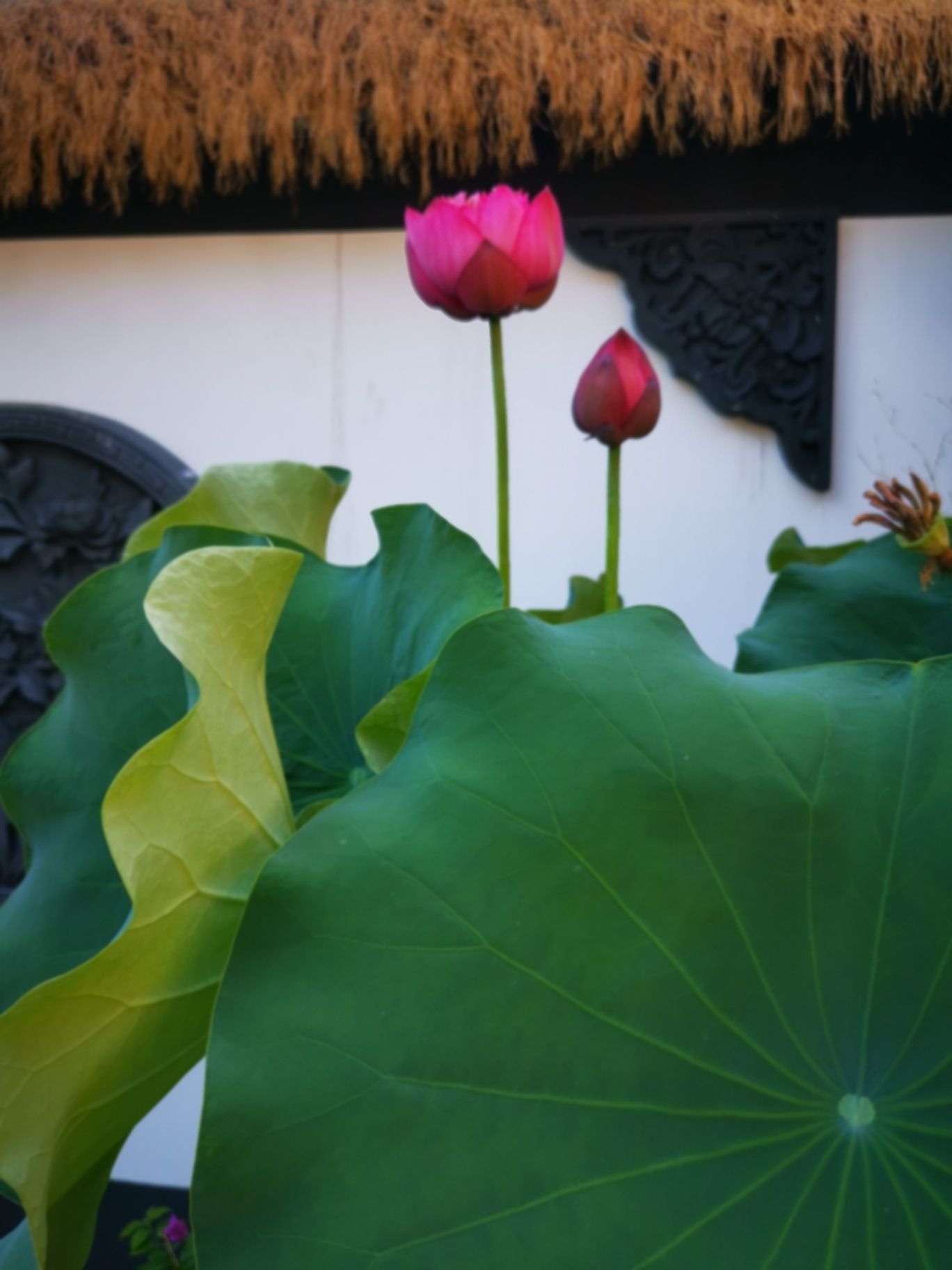 归隐山房(闲时闲趣小院)