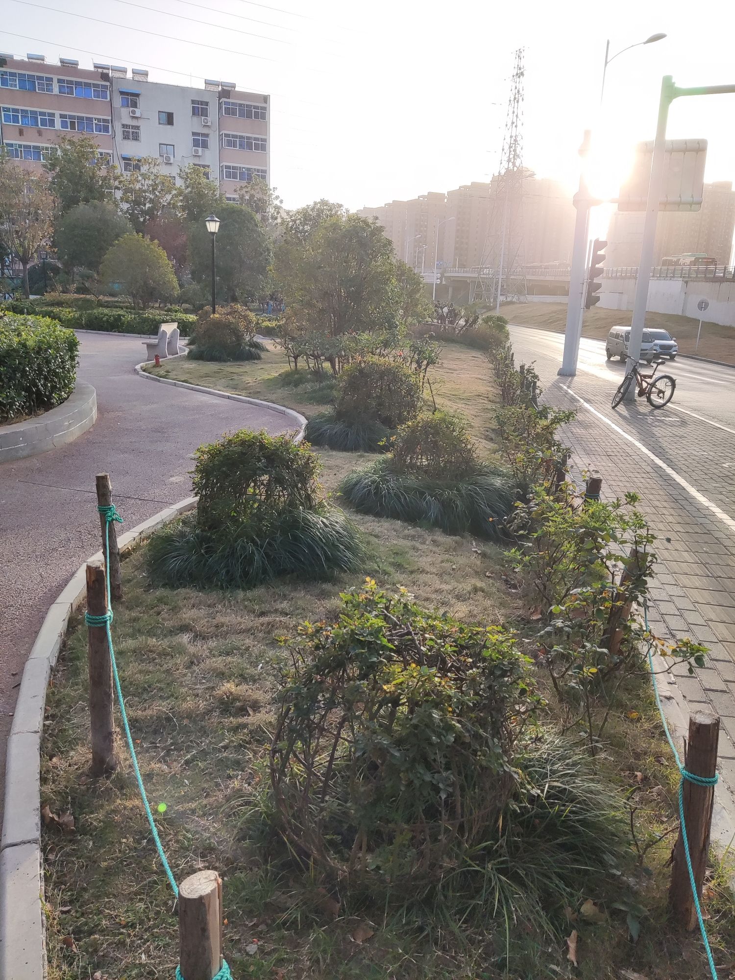 金沙月季园旅行图片 2