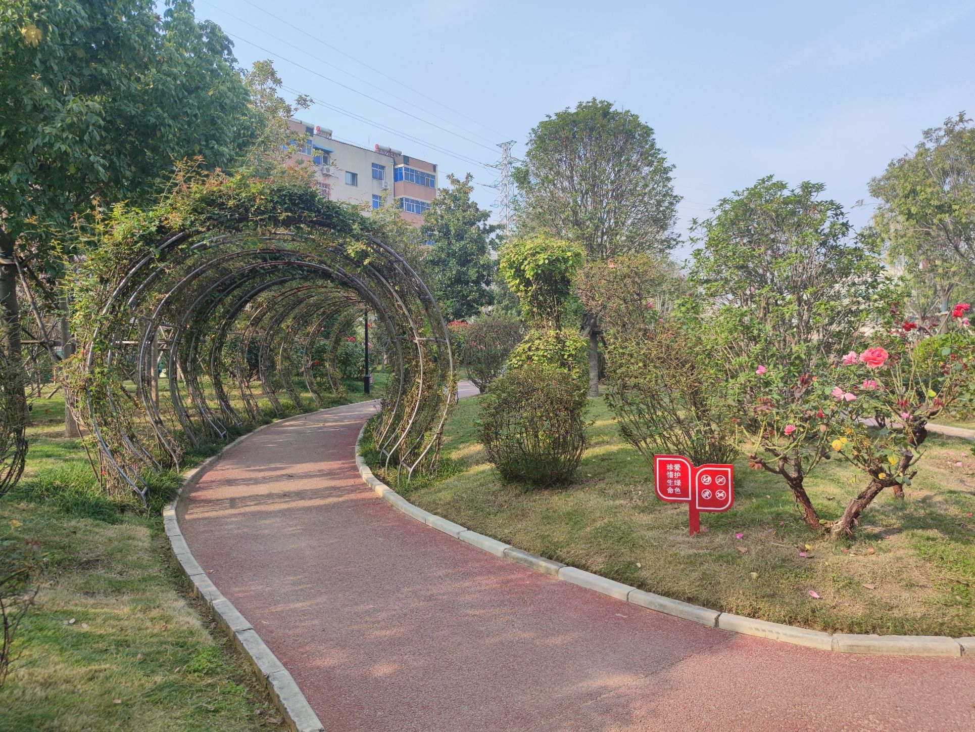 金沙月季园旅行图片 1