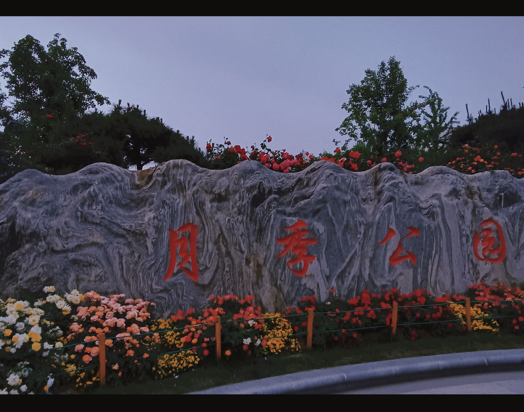 金沙月季园旅行图片 1