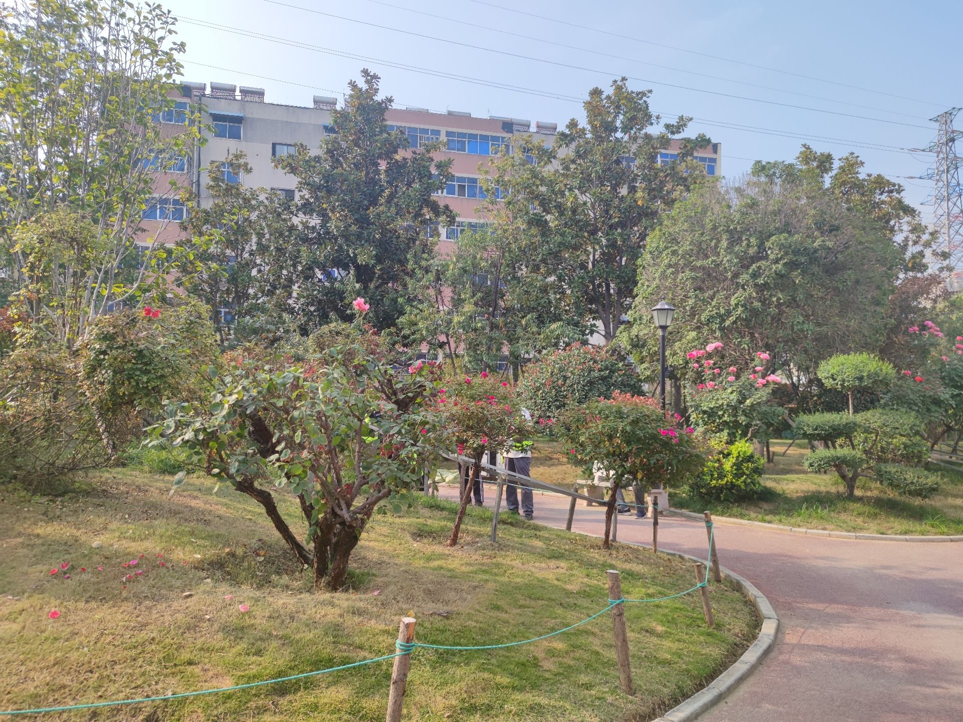 金沙月季园旅行图片 3