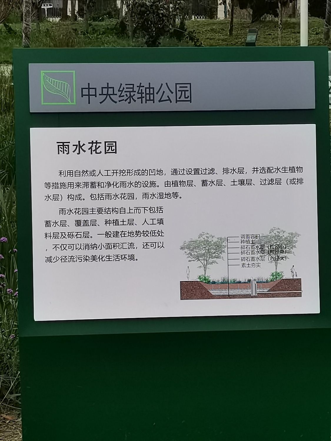 中央绿轴公园雨水花园旅行图片 3