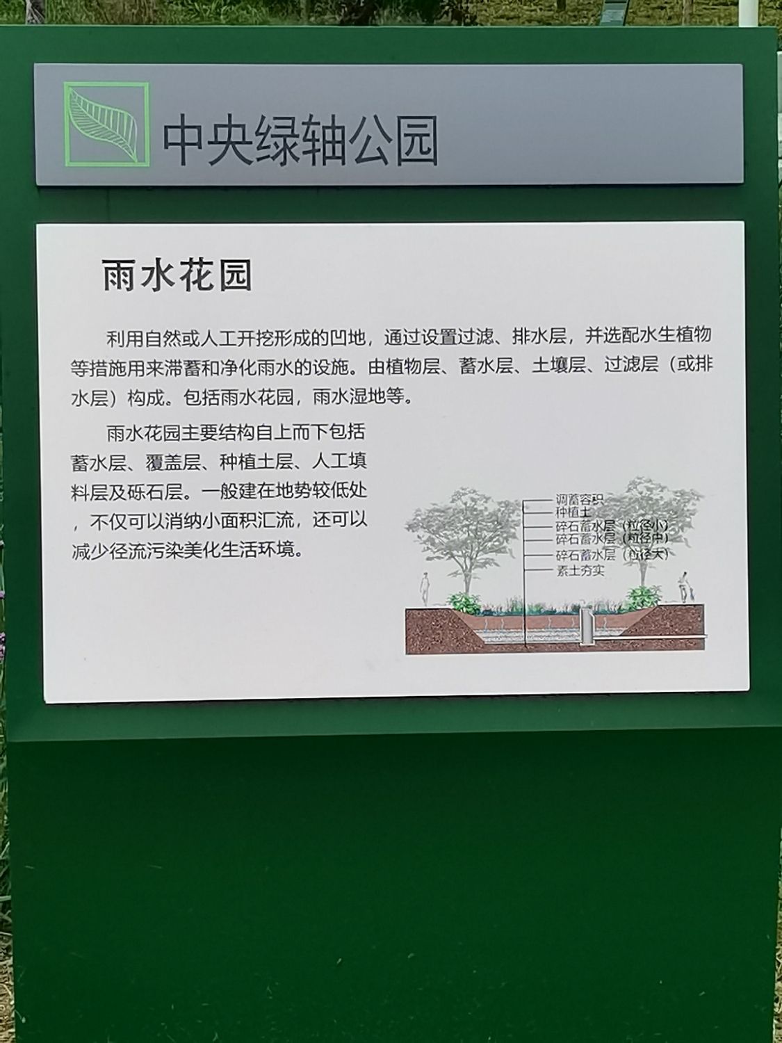 中央绿轴公园雨水花园旅行图片 2