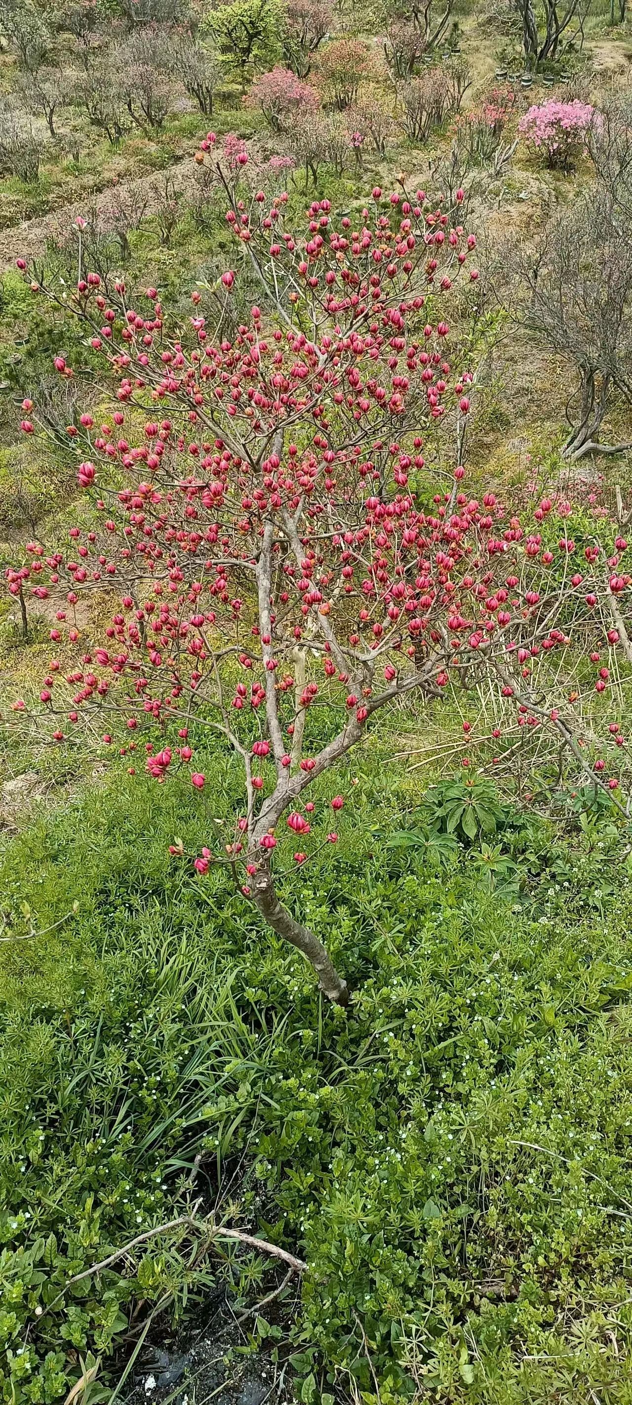赏心园旅行图片 2