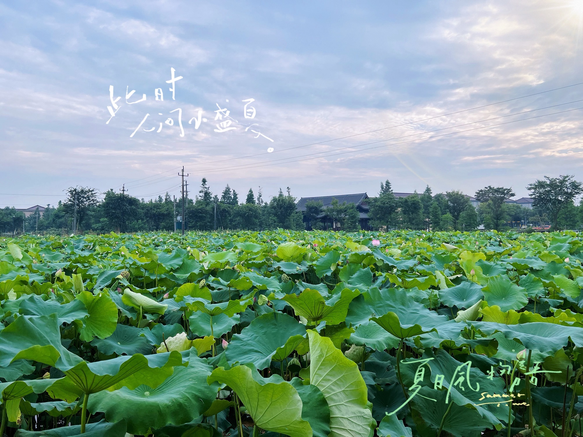 十里风荷旅行图片 1