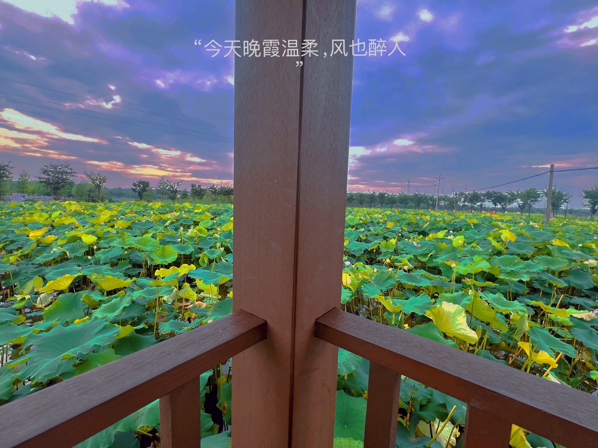十里风荷旅行图片 2