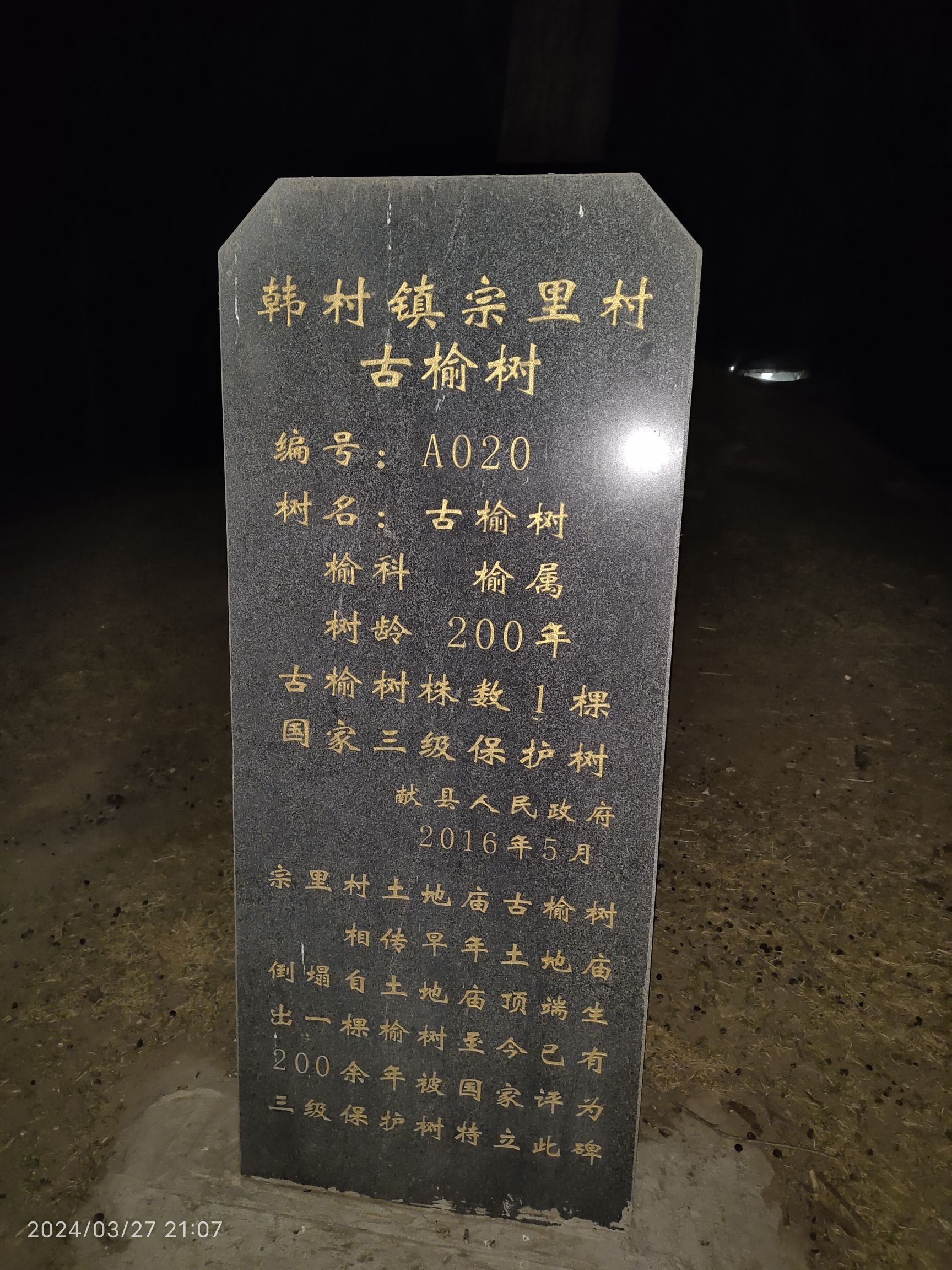 宗里村古榆树旅行图片 1