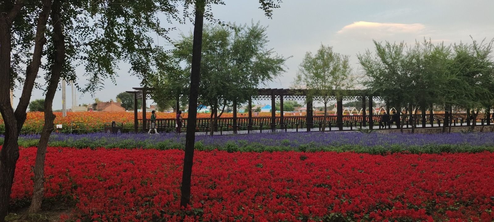 学府花海旅行图片 1