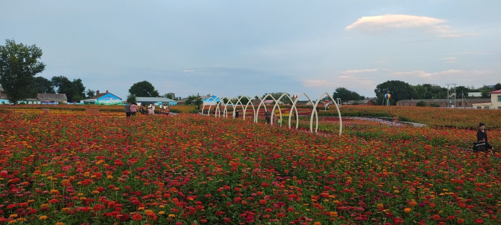 学府花海旅行图片 3