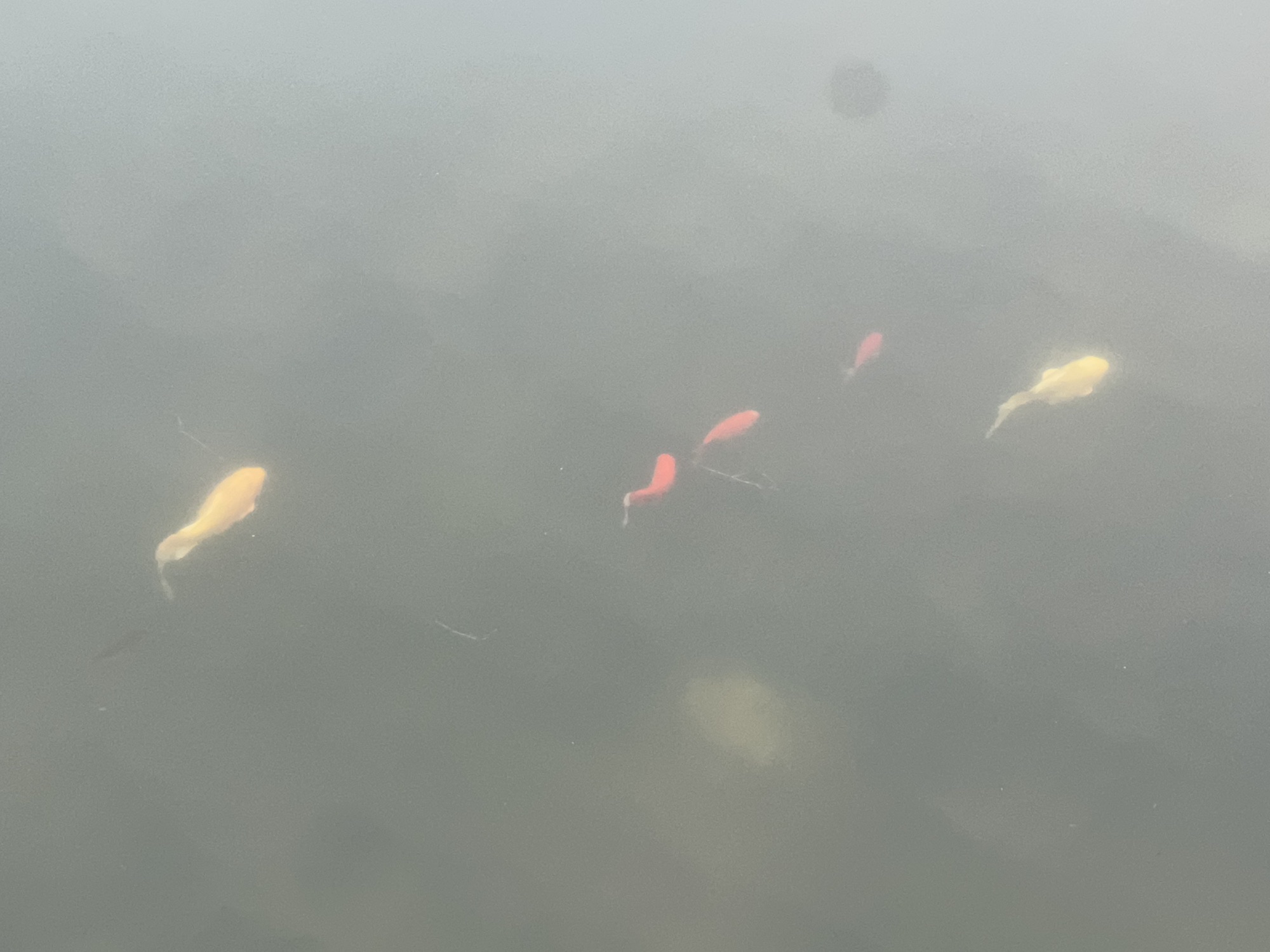 凤鸣湖旅行图片 3