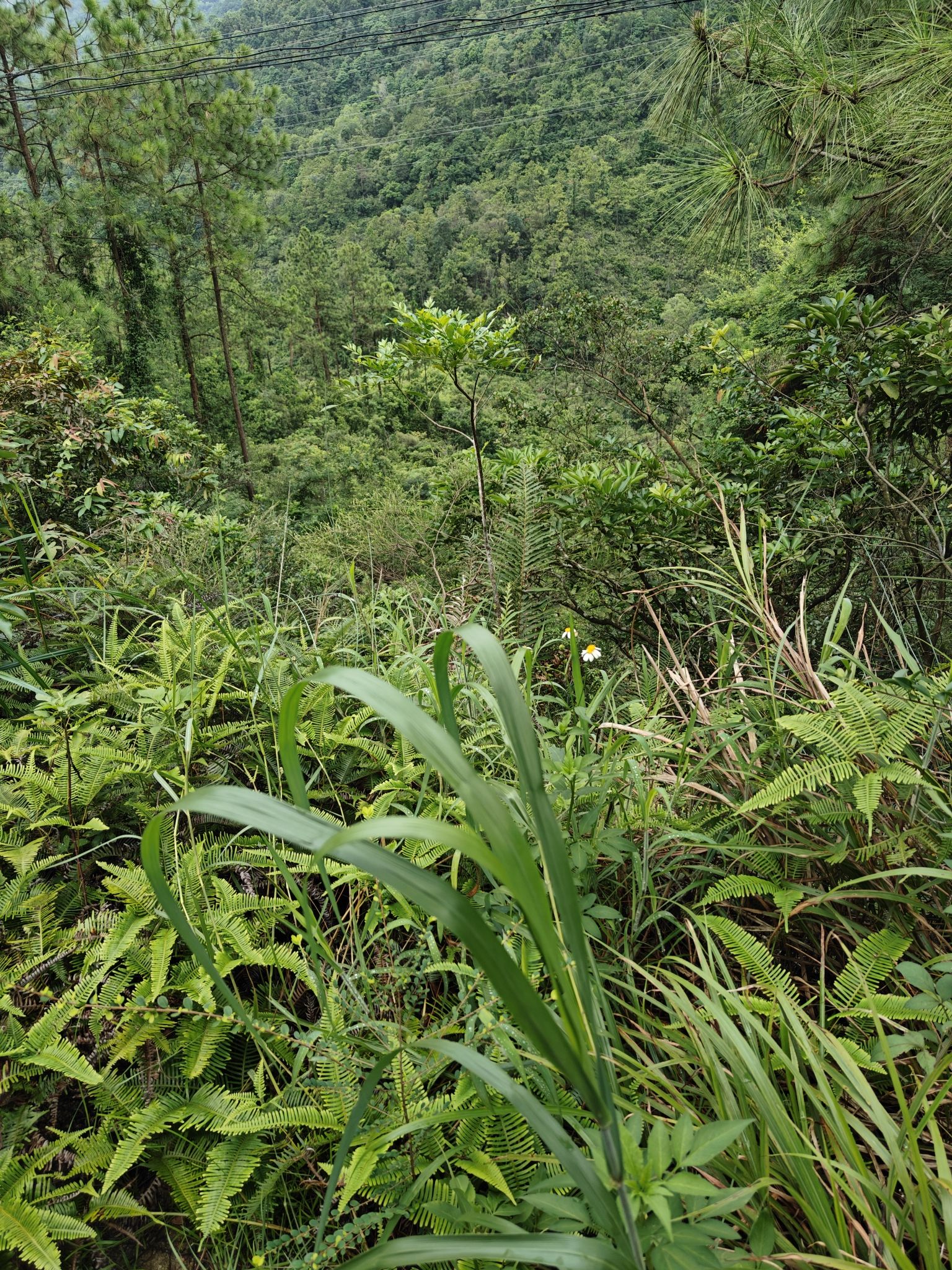 长南迳古道遗址旅行图片 3