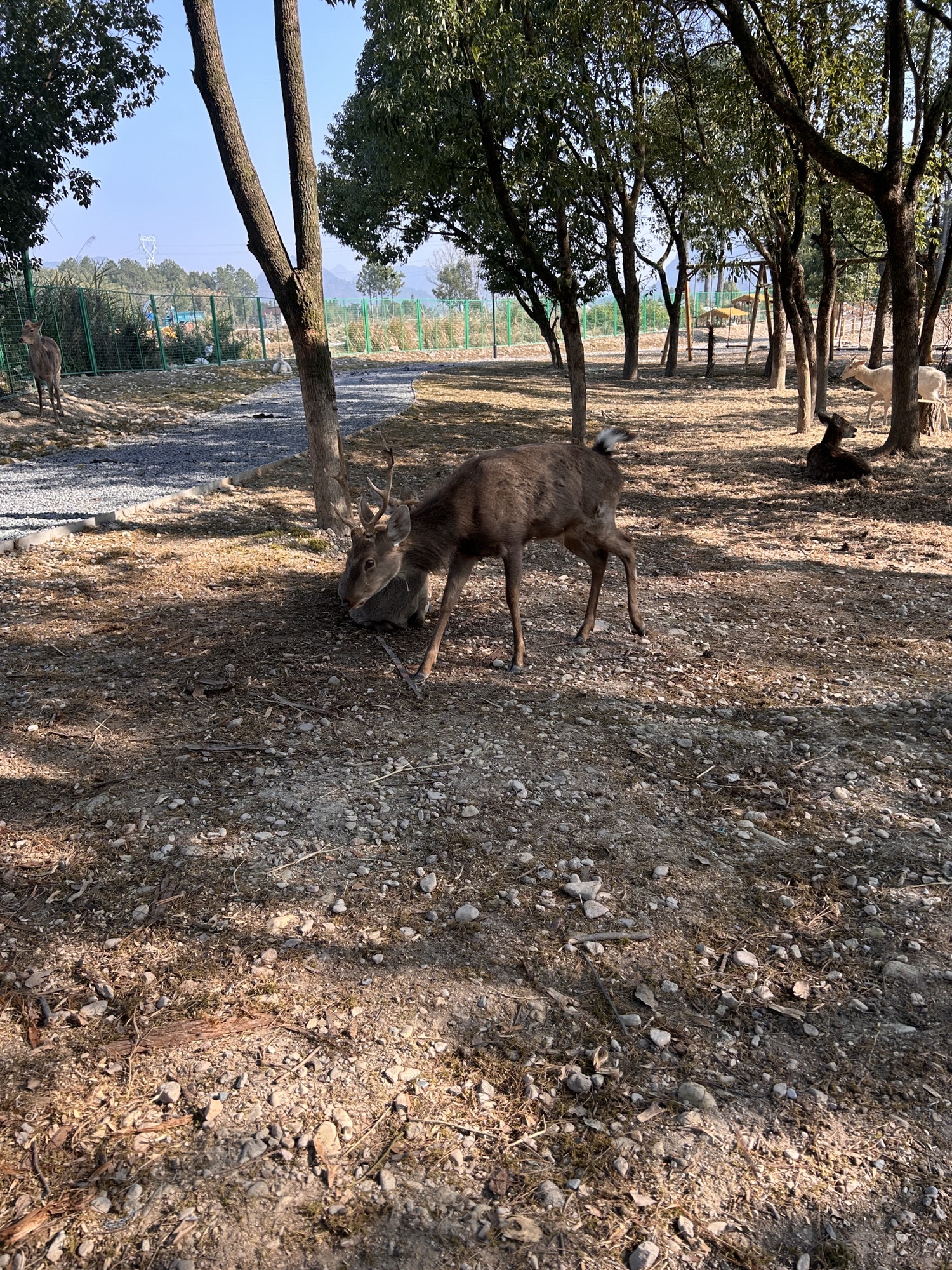 神仙花谷乐园旅行图片 2