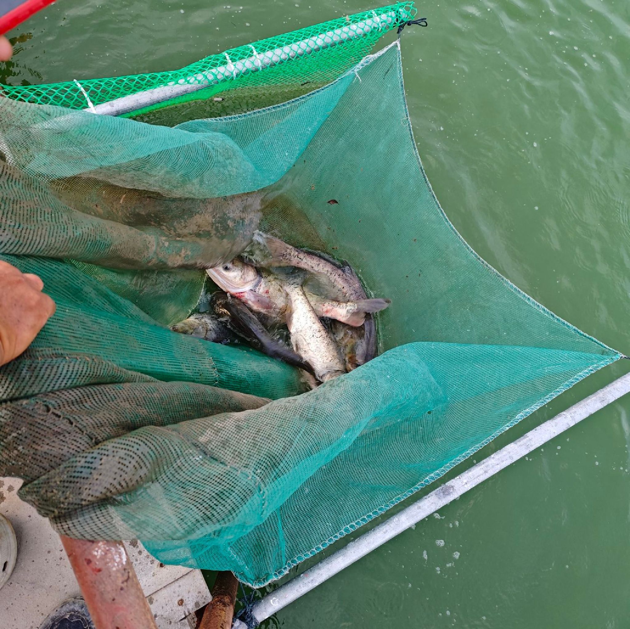 光明鱼世界钓鱼场