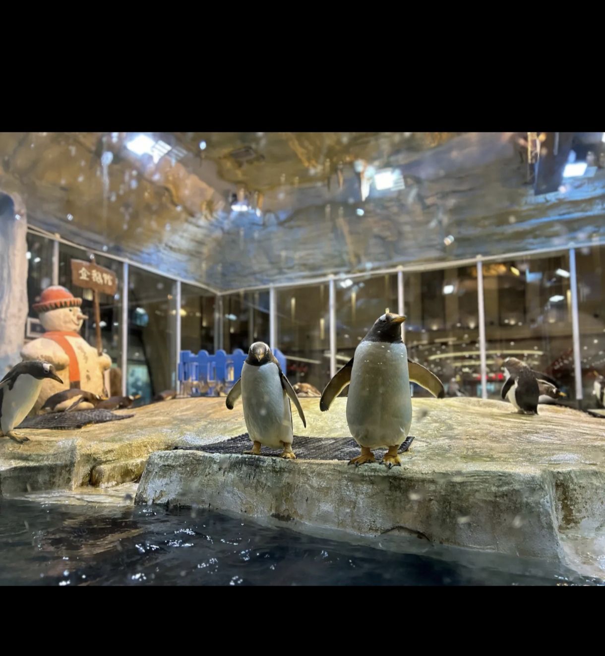 龙之梦企鹅馆旅行图片 1