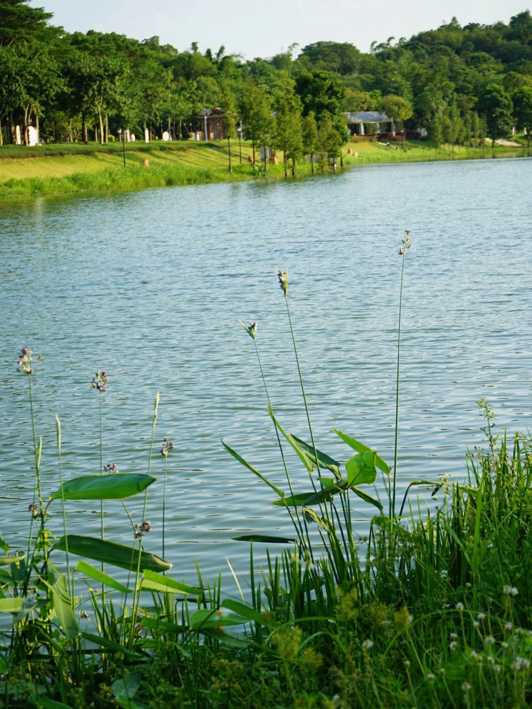 清湖公园旅行图片 2