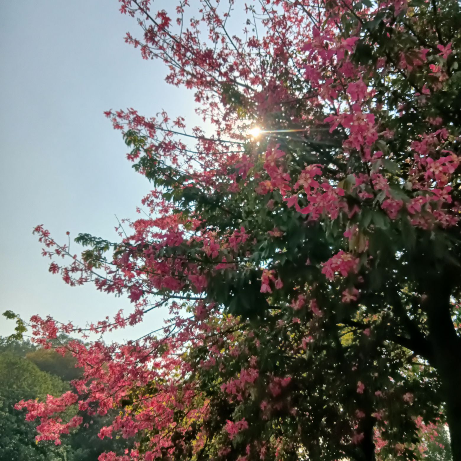 清湖公园旅行图片 3