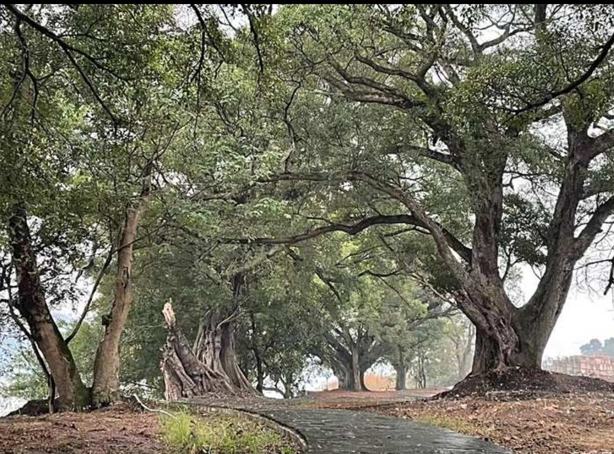 山峰坝香樟园旅行图片 2