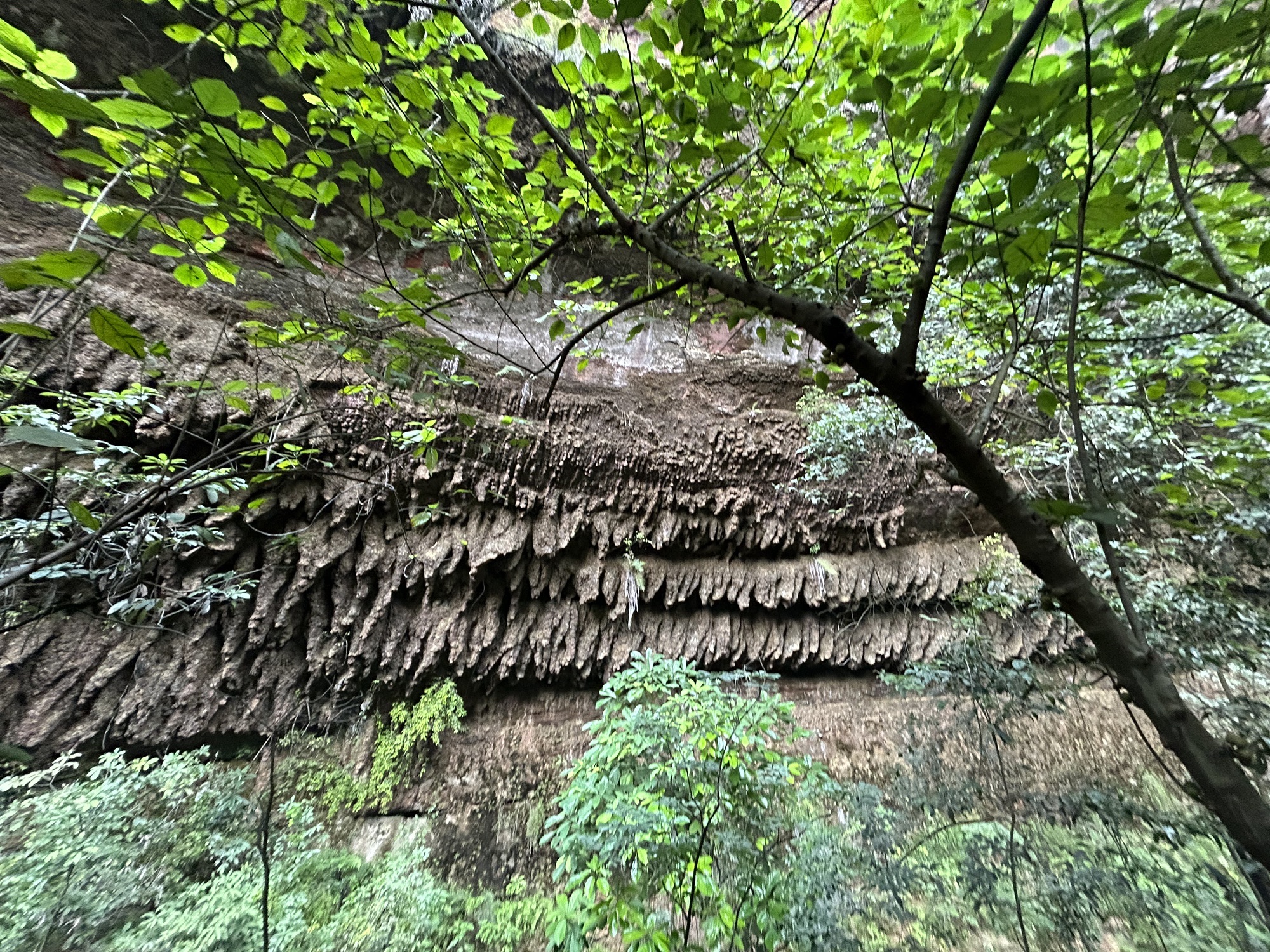 桫椤谷旅行图片 2
