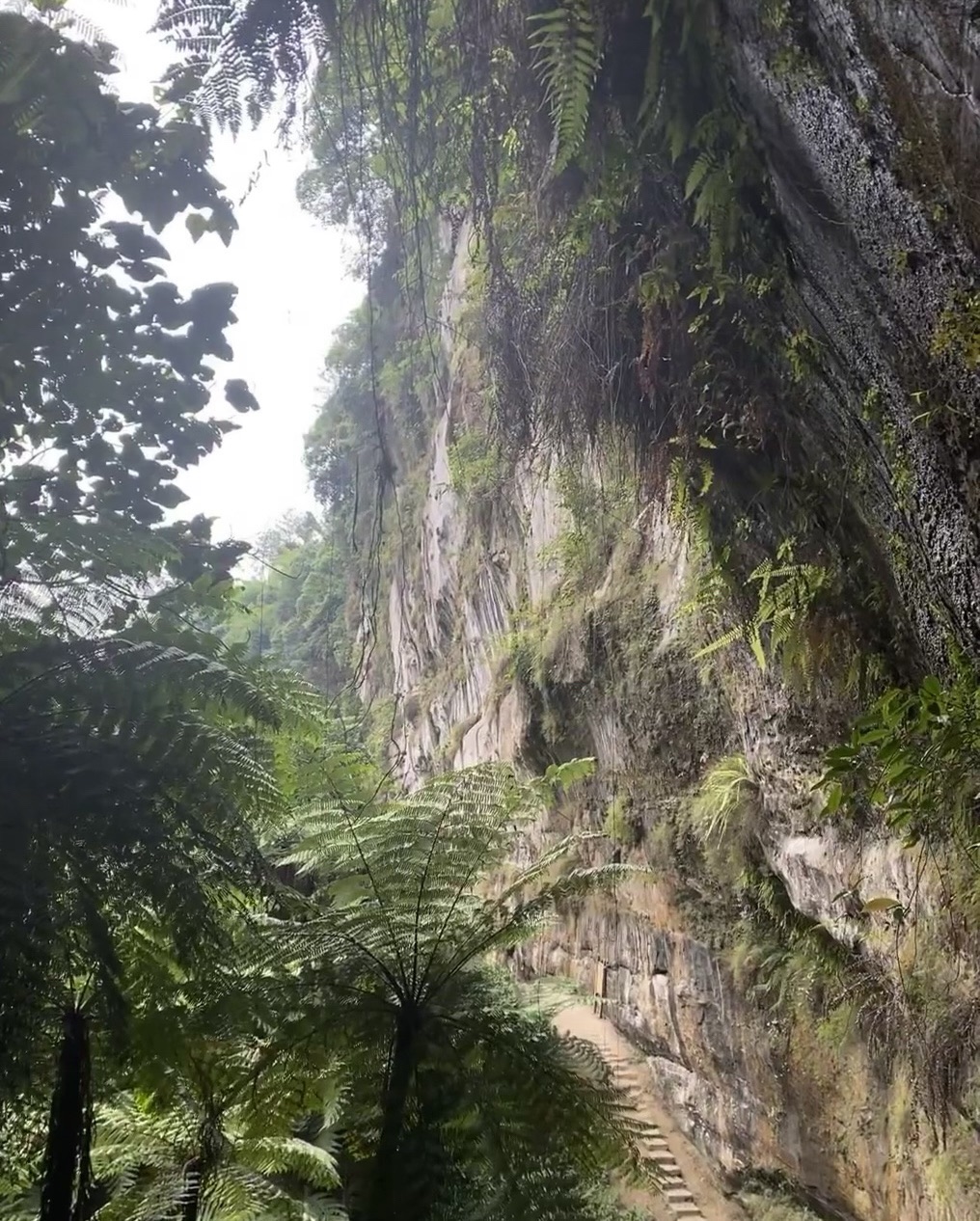 桫椤谷旅行图片 1