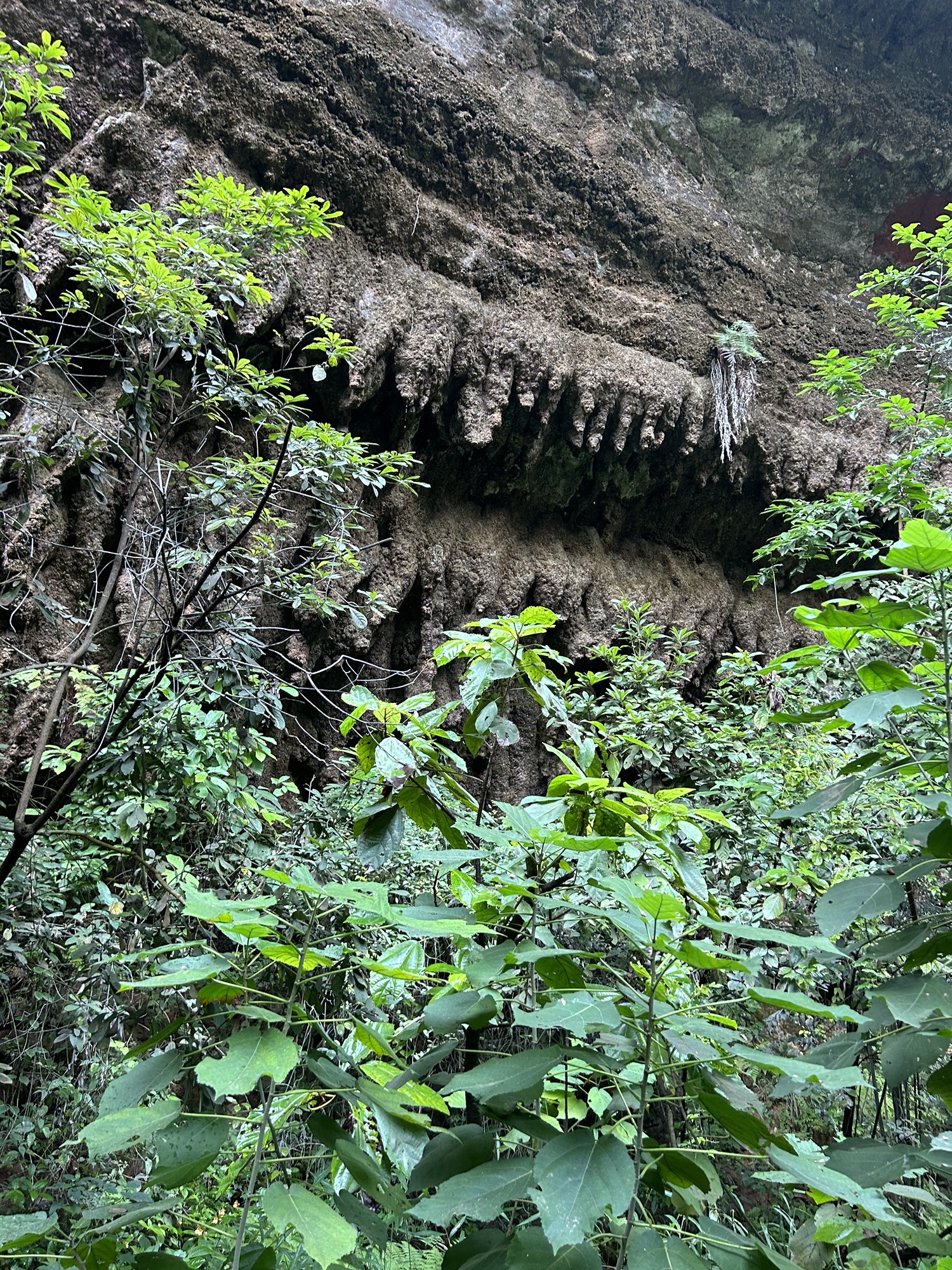 桫椤谷旅行图片 3