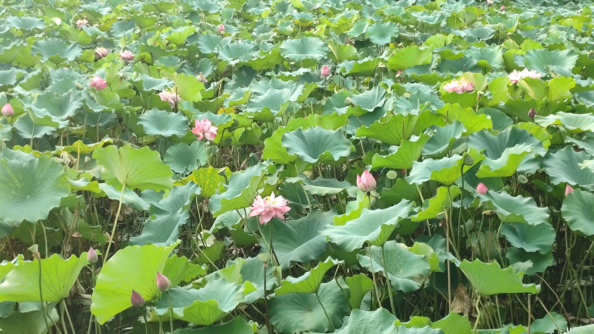 陶朱生态湿地公园