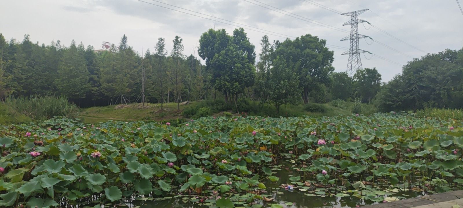 陶朱生态湿地公园